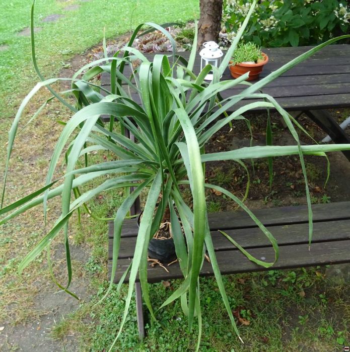 Dracaena _draco_500_.jpg